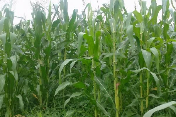 艾玉222玉米种子特点，注意种植密度不宜过大