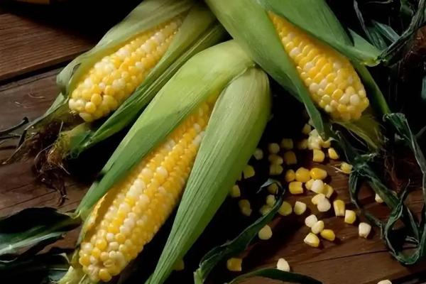 艾玉222玉米种子特点，注意种植密度不宜过大