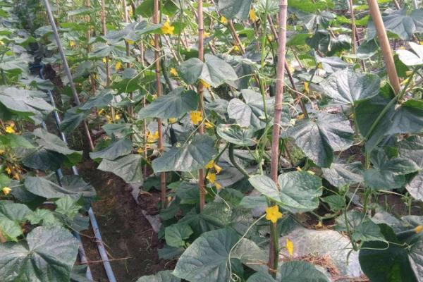 如何让黄瓜多开雌花多结果，定植前施入磷钾肥可促使不定性花芽转化成雌花