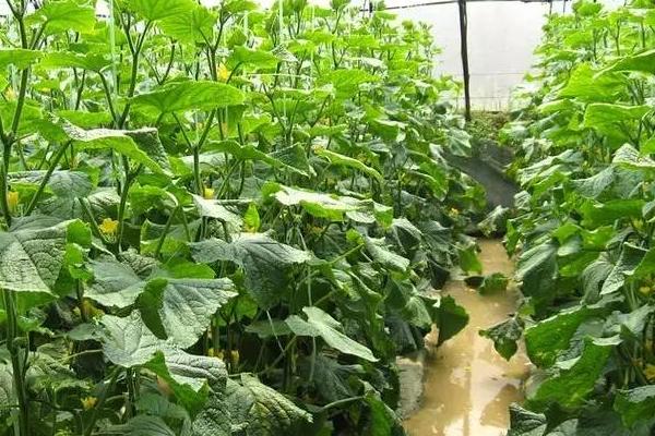 如何让黄瓜多开雌花多结果，定植前施入磷钾肥可促使不定性花芽转化成雌花