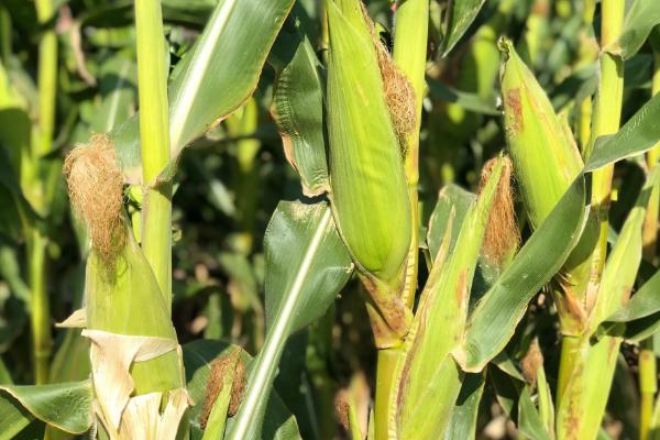 伟科988玉米种子特征特性，生育期105天左右