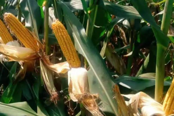 乾育533玉米品种简介，播种时采用等行距60厘米