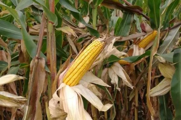 宏硕988玉米种子特征特性,适宜密度为4500株/亩左右