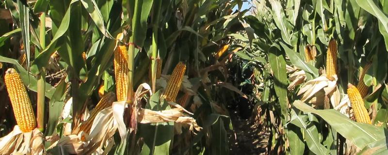 冀玉604玉米种子特征特性