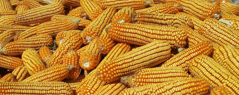 农艺179玉米种子介绍