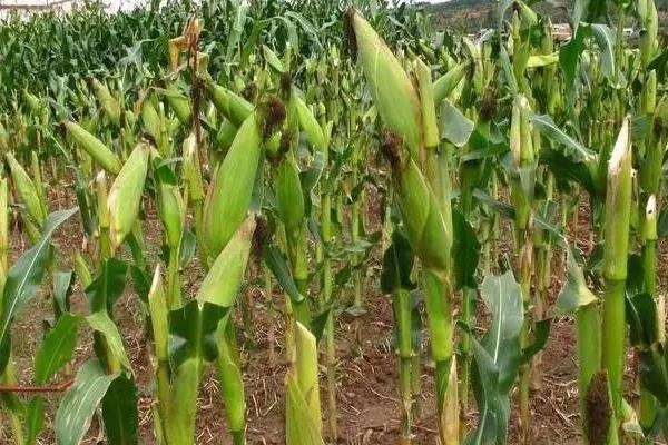 农艺179玉米种子介绍,生育期103天左右