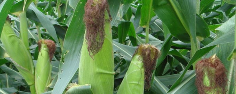 农艺178玉米种子介绍