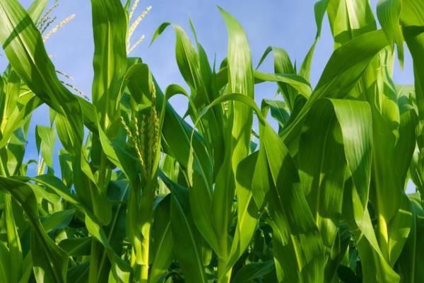 东单1971玉米品种简介，中后期注意防治玉米螟和蚜虫