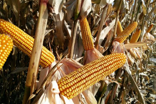 道吉155玉米种子特征特性，适宜播期6月10日～20日