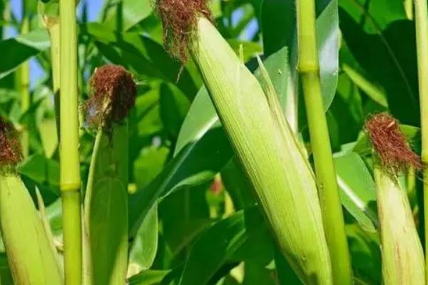 道吉155玉米种子特征特性，适宜播期6月10日～20日