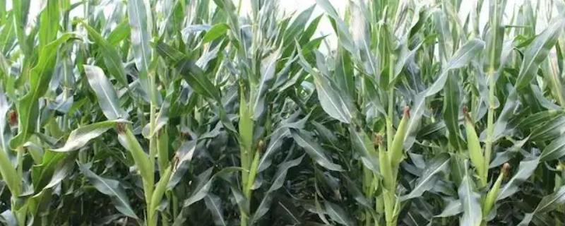 源丰978玉米种子简介