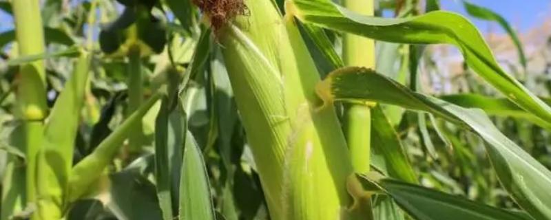 秋乐107玉米种子介绍