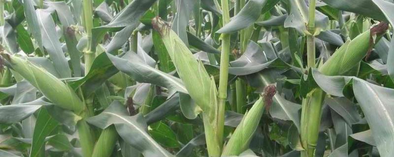 理科甜5807玉米种子介绍