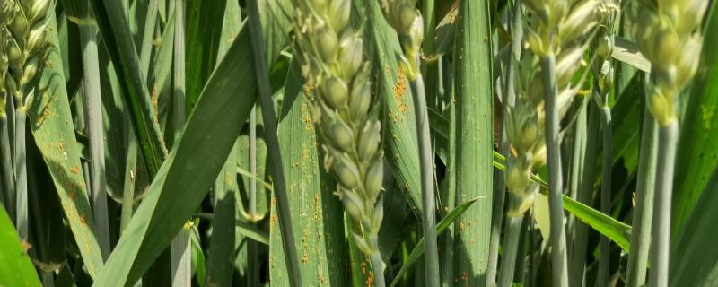 秋硕33号小麦种子特点