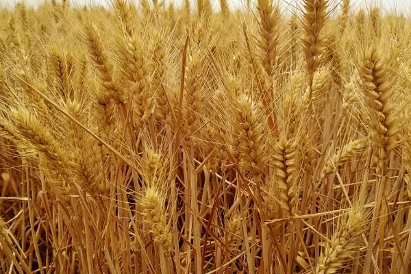 石农089小麦品种的特性，平均生育期236天