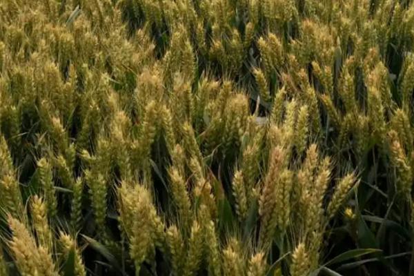 中科1612小麦品种的特性，平均生育期251天