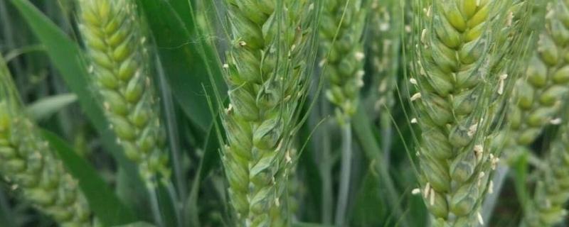 金禾14219小麦种子特点