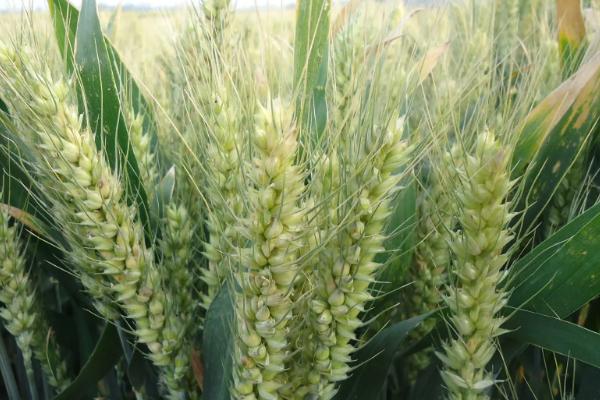 金禾14219小麦种子特点，该品种属半冬性中熟品种