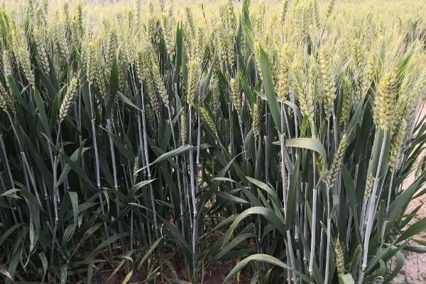 石农081小麦种子介绍，中抗叶锈病