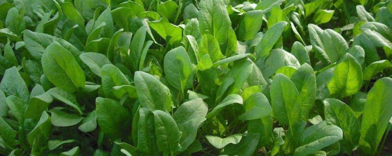 什么时候种植秋菠菜