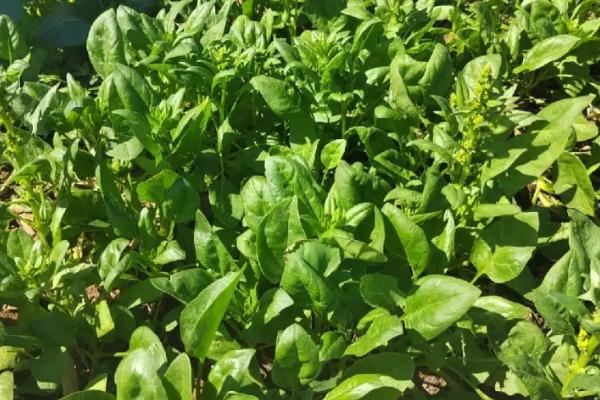 什么时候种植秋菠菜，8月份种植经过1-2个月即可采收
