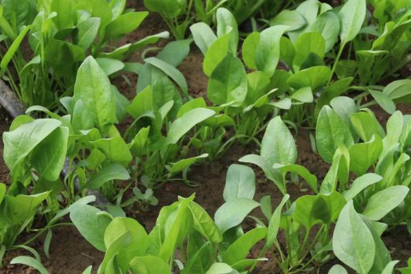 什么时候种植秋菠菜，8月份种植经过1-2个月即可采收