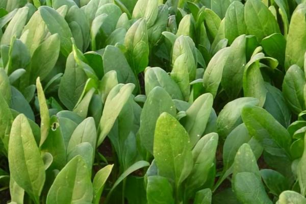 什么时候种植秋菠菜，8月份种植经过1-2个月即可采收