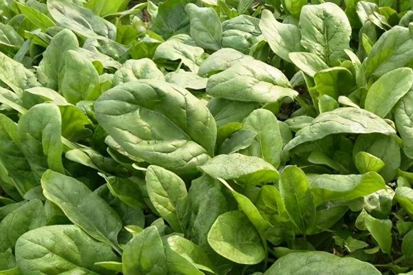 什么时候种植秋菠菜，8月份种植经过1-2个月即可采收