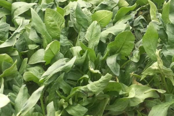 什么时候种植秋菠菜，8月份种植经过1-2个月即可采收