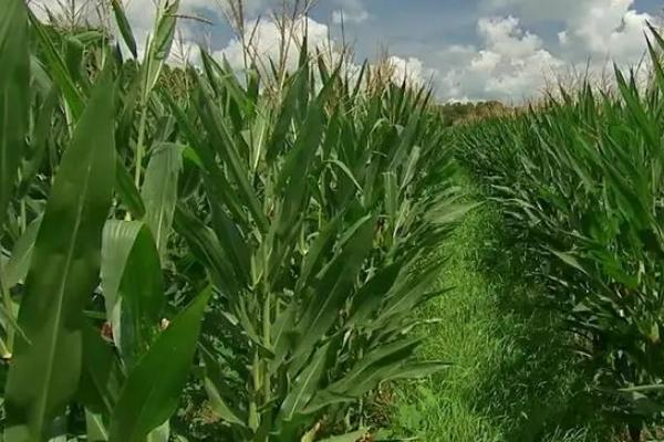 农玉66玉米品种简介，适宜播期4月下旬至5月上旬