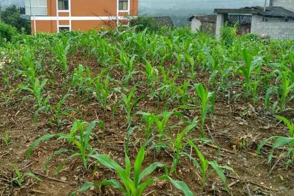 潞玉1698玉米种子特点，适宜播期4月下旬至5月上旬