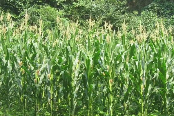 潞玉1698玉米种子特点，适宜播期4月下旬至5月上旬