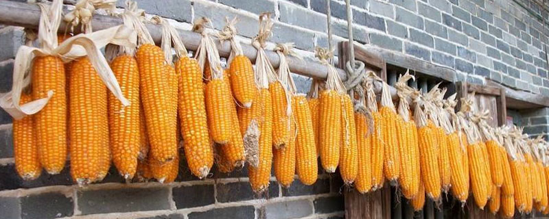 长单926玉米种子简介