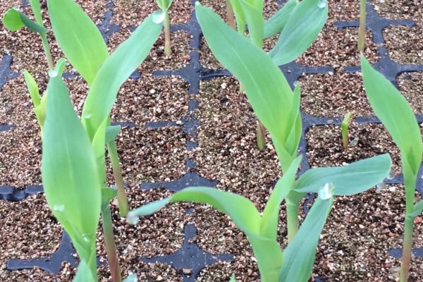 长单926玉米种子简介，适宜播期4月下旬至5月上旬