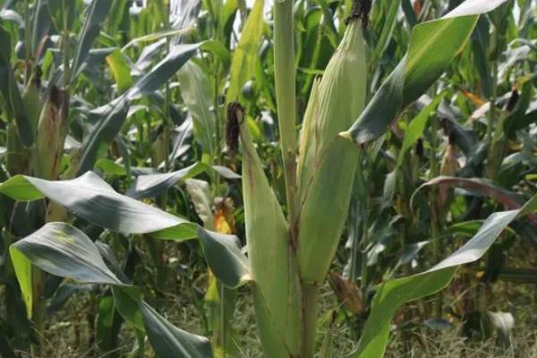 科美亚8号玉米种子介绍，适宜播期在4月下旬至5月上旬