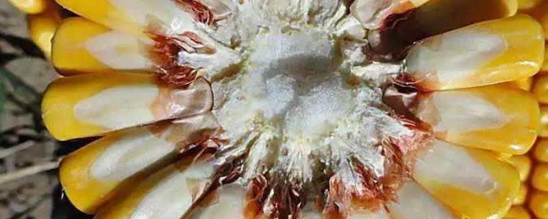 必奥1312玉米种子特点