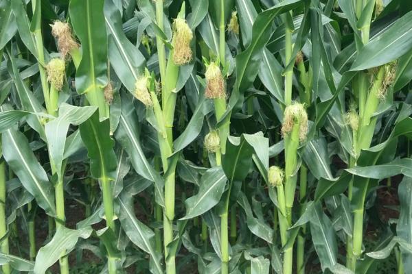 潞玉1830玉米种子特征特性，注意防治矮花叶病