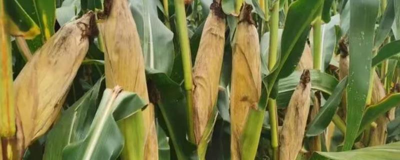 晋博玉181玉米种子简介