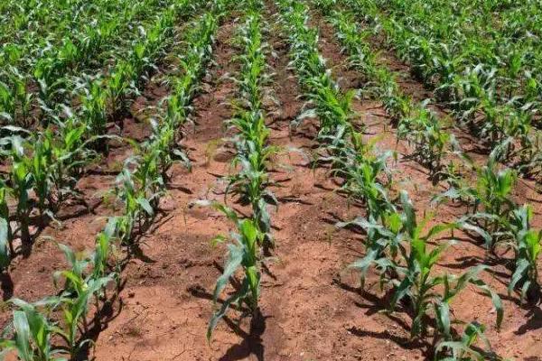 晋博玉181玉米种子简介，注意防治病虫害和矮花叶病