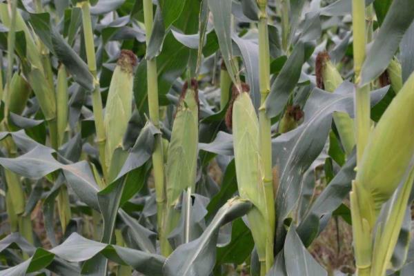 辉玉717玉米种子特征特性，适宜播期4月下旬至5月上旬