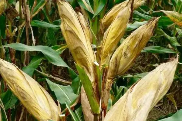 浩育2号玉米种子特征特性，适宜播期4月下旬至5月上旬