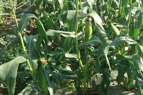 浩育2号玉米种子特征特性，适宜播期4月下旬至5月上旬