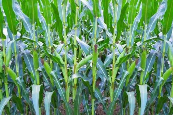 浩育2号玉米种子特征特性，适宜播期4月下旬至5月上旬