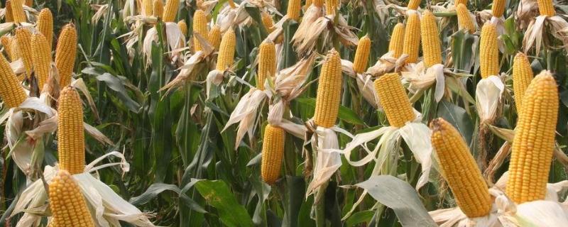 大槐77玉米品种的特性