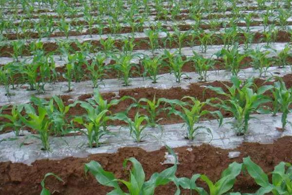 巍德709玉米品种简介，适宜播期4月下旬至5月上旬