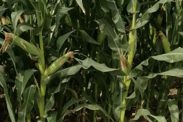 巍德709玉米品种简介，适宜播期4月下旬至5月上旬