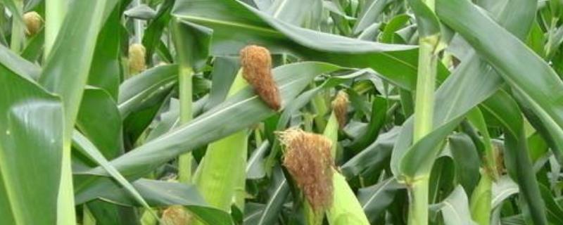 潞玉1818玉米种子特征特性