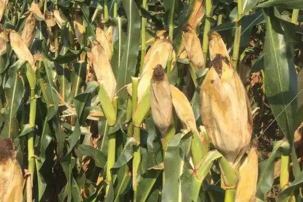 潞玉1818玉米种子特征特性，注意防治玉米螟等虫害
