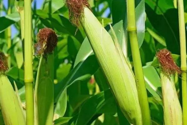 潞玉1818玉米种子特征特性，注意防治玉米螟等虫害