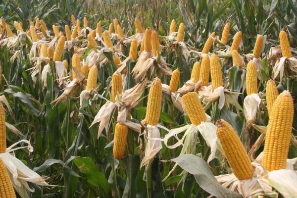 晋阳588玉米种简介，适宜播期4月下旬至5月上旬